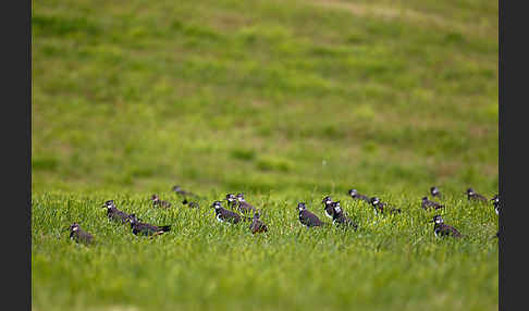 Kiebitz (Vanellus vanellus)