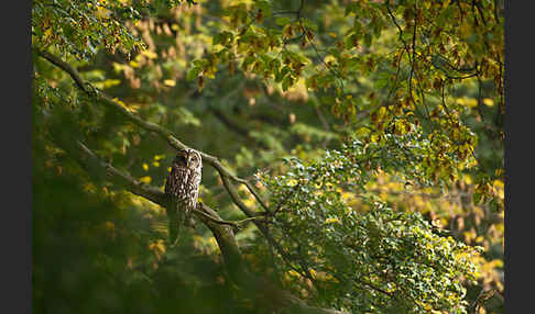 Habichtskauz (Strix uralensis)