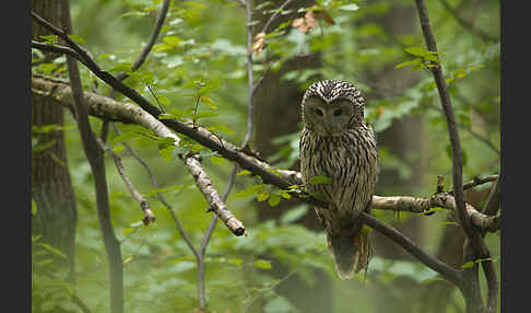 Habichtskauz (Strix uralensis)