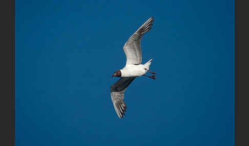 Lachmöwe (Larus ridibundus)