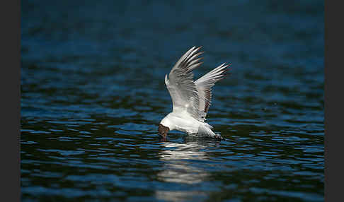 Lachmöwe (Larus ridibundus)