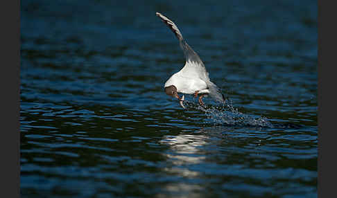 Lachmöwe (Larus ridibundus)