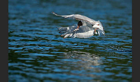 Lachmöwe (Larus ridibundus)