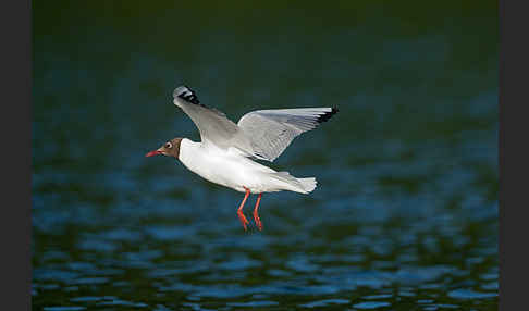 Lachmöwe (Larus ridibundus)