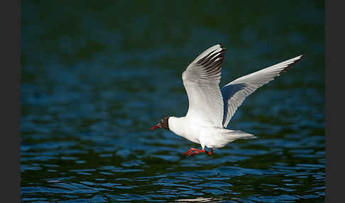 Lachmöwe (Larus ridibundus)