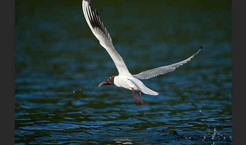 Lachmöwe (Larus ridibundus)