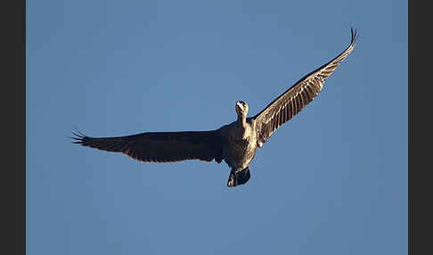 Kormoran (Phalacrocorax carbo)