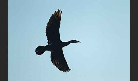 Kormoran (Phalacrocorax carbo)