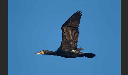 Kormoran (Phalacrocorax carbo)