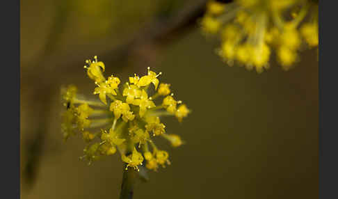 Kornelkirsche (Cornus mas)