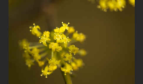 Kornelkirsche (Cornus mas)