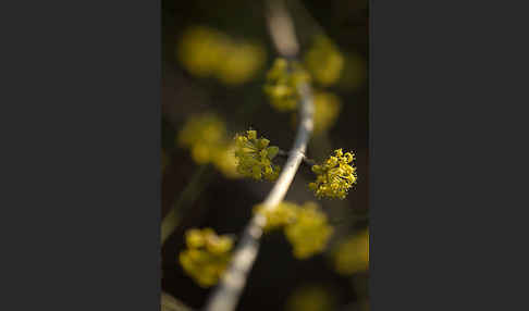 Kornelkirsche (Cornus mas)