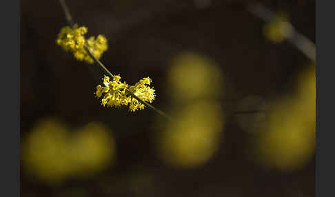 Kornelkirsche (Cornus mas)