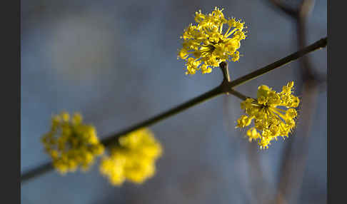 Kornelkirsche (Cornus mas)