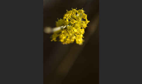 Kornelkirsche (Cornus mas)