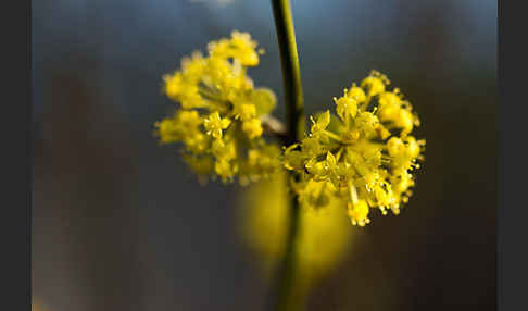 Kornelkirsche (Cornus mas)