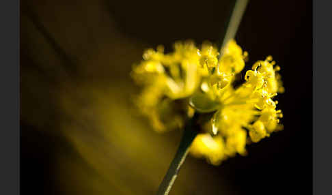 Kornelkirsche (Cornus mas)