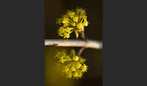 Kornelkirsche (Cornus mas)