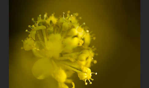 Kornelkirsche (Cornus mas)