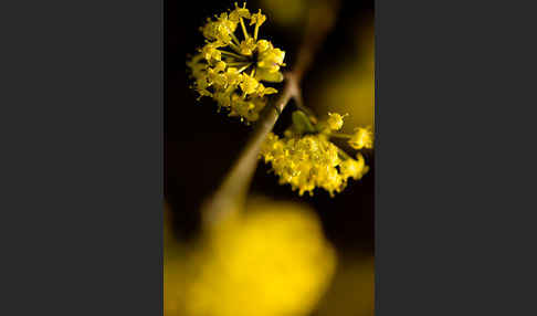 Kornelkirsche (Cornus mas)