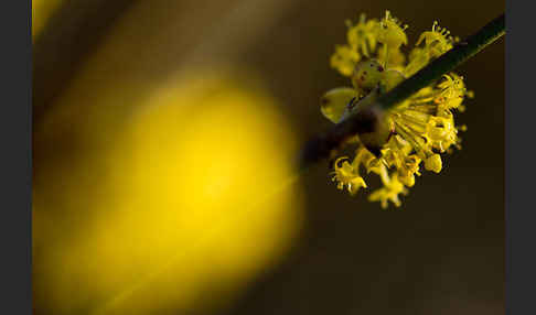 Kornelkirsche (Cornus mas)