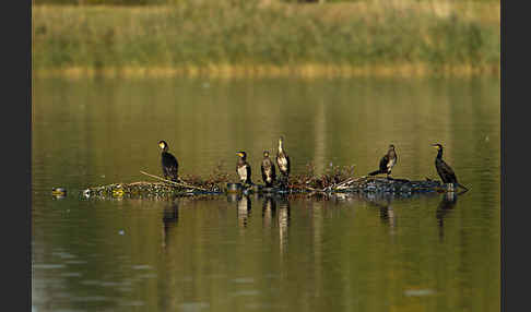 Kormoran (Phalacrocorax carbo)