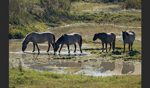 Konik (Equus caballus sspec.)