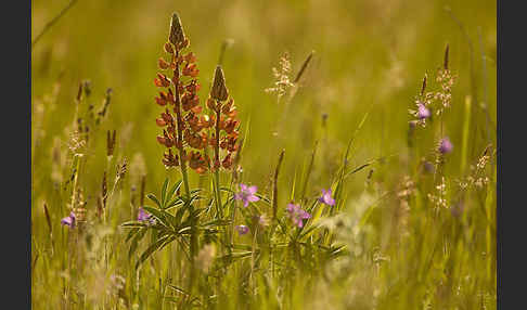 Stauden-Lupine (Lupinus polyphyllus)