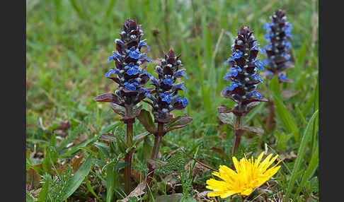 Kriechender Günsel (Ajuga reptans)