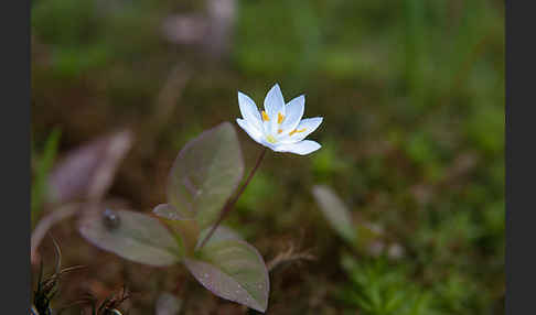 Europäischer Siebenstern (Trientalis europaea)