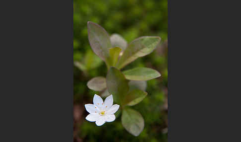 Europäischer Siebenstern (Trientalis europaea)