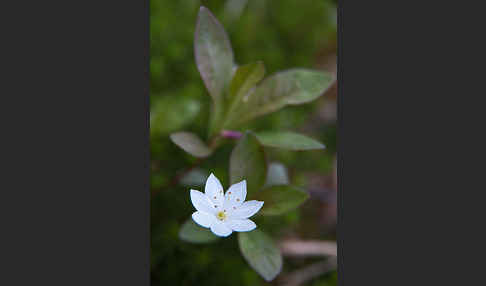 Europäischer Siebenstern (Trientalis europaea)