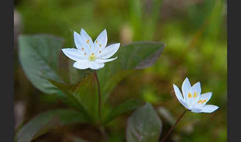 Europäischer Siebenstern (Trientalis europaea)