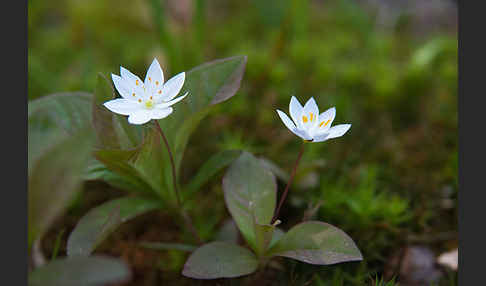 Europäischer Siebenstern (Trientalis europaea)