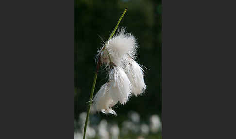 Schmalblättriges Wollgras (Eriophorum angustifolium)