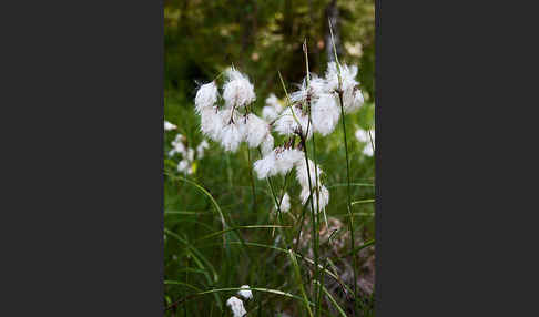 Schmalblättriges Wollgras (Eriophorum angustifolium)