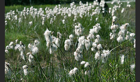 Schmalblättriges Wollgras (Eriophorum angustifolium)