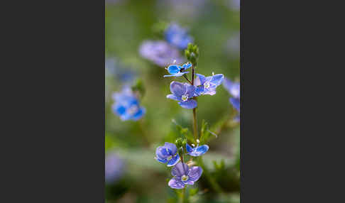 Gamander-Ehrenpreis (Veronica chamaedrys)