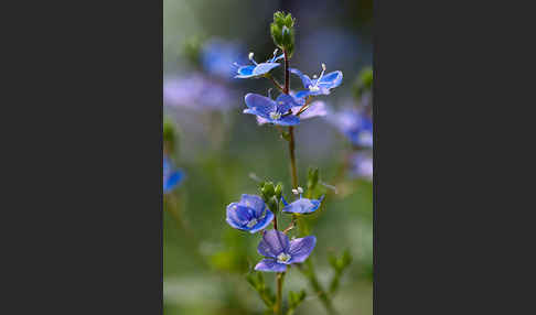 Gamander-Ehrenpreis (Veronica chamaedrys)