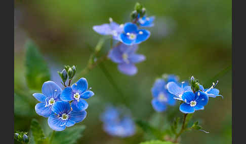 Gamander-Ehrenpreis (Veronica chamaedrys)