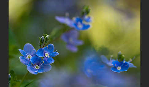 Gamander-Ehrenpreis (Veronica chamaedrys)