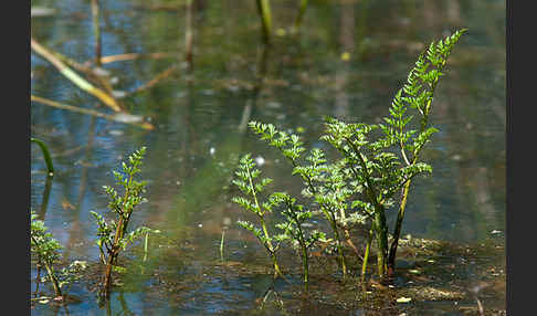 Wasser-Pferdesaat (Oenanthe aquatica)