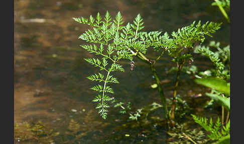 Wasser-Pferdesaat (Oenanthe aquatica)