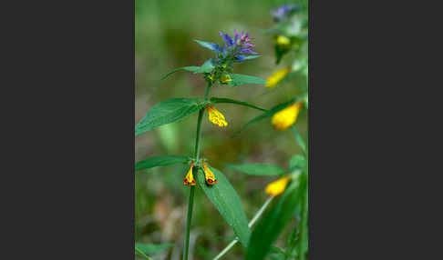 Hain-Wachtelweizen (Melampyrum nemorosum)