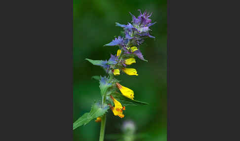 Hain-Wachtelweizen (Melampyrum nemorosum)