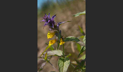 Hain-Wachtelweizen (Melampyrum nemorosum)