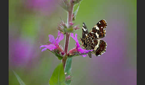 Landkärtchen (Araschnia levana)