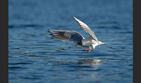 Lachmöwe (Larus ridibundus)