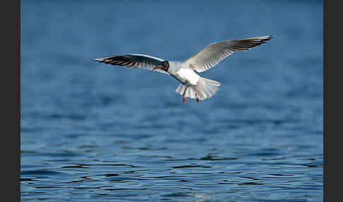 Lachmöwe (Larus ridibundus)