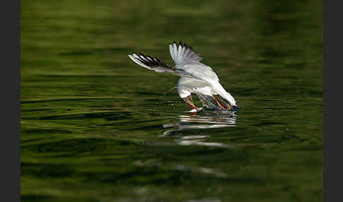 Lachmöwe (Larus ridibundus)